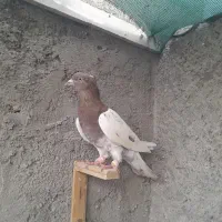 کفتر کله سرخ کاکلی نر