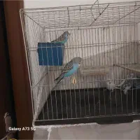 فروش مرغ عشق|پرنده|یزد, |دیوار