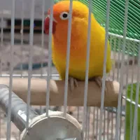 طوطی کوتوله انگلیسی|پرنده|موچش, |دیوار