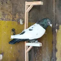 ۳تا خشکل سره ای