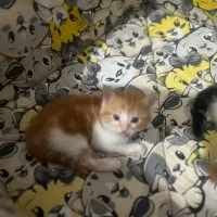 واگذاری بچه گربه دوماه رایگان|گربه|یزد, |دیوار