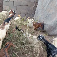 کهره نر کوچک و بزرگ بره ماده .بز|حیوانات مزرعه|بندرعباس, |دیوار