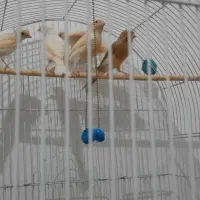 قناری|پرنده|رضویه, |دیوار