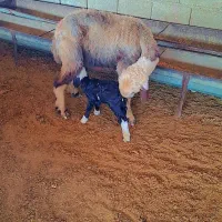 گوسفند ترکمنی بره دار جوان با بره نر گله رو (بره