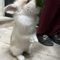 خرگوش لپی هلندی|موش و خرگوش|کرمانشاه, |دیوار