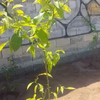 220متری-سندتک-برگ