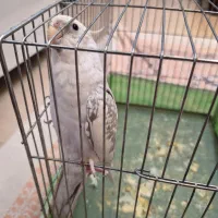 عروس هلندی سخنگو