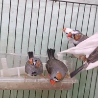 فنچ نروماده،سفید و رنگی،بالغ|پرنده|قرچک, محمد آباد|دیوار