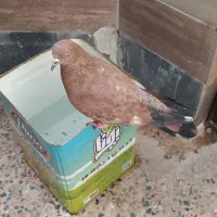 تاپ پورتقالی  ماده