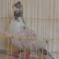 کبوتر کلاهی