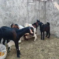 فروش 3تا کهره نر و بز کهره دار