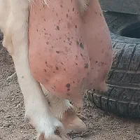 بزپاکستانی|حیوانات مزرعه|نصر آباد, |دیوار