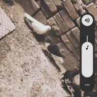 شیر سیاه قرقری