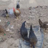 مرغ خانگی..|حیوانات مزرعه|هیرمند, |دیوار