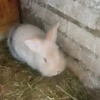 خرگوش گوگولی|موش و خرگوش|رشت, جانبازان|دیوار