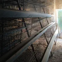 قفس مرغ تخمگذار|لوازم جانبی حیوانات|کرانی, |دیوار