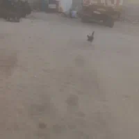 مرغ افغان