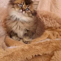 بریتیش گلد لانگ هیر چشم سبز