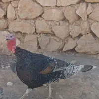 یک جفت بوقلمون درجه یک عالی تخم گذار|حیوانات مزرعه|ششده و قره بلاغ, |دیوار