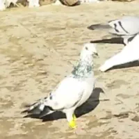 سوسکی