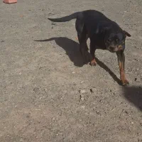 سگ روتوایلر پوز دلقکی