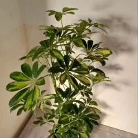 گلها فروشی|گل و گیاه طبیعی|خاش, |دیوار