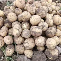 سیب زمینی کارلیا ۴۰۳وارداتی