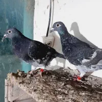 جوجه جوانه سه پری جان آردن خط خون خالص|پرنده|بهنمیر, |دیوار