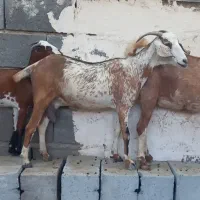 بز صلاله اصلی|حیوانات مزرعه|میناب, |دیوار