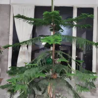 کاج خانگی|گل و گیاه طبیعی|محمدشهر, محمدشهر|دیوار