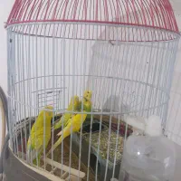 چهار عدد مرغ عشق بالغ به فروش می رسد فقط تماس