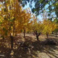 باغ و زمین زرد آلو گیلاس|فروش دفتر صنعتی، کشاورزی، تجاری|شاهینشهر, شهرک مطهری|دیوار
