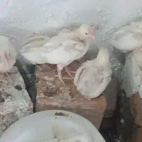 سلام جوجه ماشینی