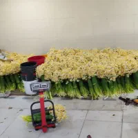 گل یک زمین   نرگس اصلی کیلویی