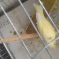 قناری ماده اماده.|پرنده|پیر بکران, |دیوار