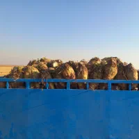 چغندر قند عمده خرده|خوردنی و آشامیدنی|بشاریات, |دیوار