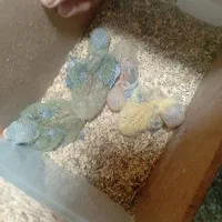 عروس هلندی و کوتوله برزیلی با جوجه