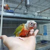 جوجه گرینچیک سرلاکی تا نرم خور دبل رد|پرنده|تهران, تهرانسر مرکزی|دیوار