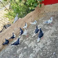 کبوتر