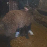 گوسفند افشار جنس خوب