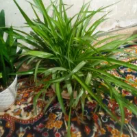 گل .|گل و گیاه طبیعی|شیراز, شهرک مهدیآباد|دیوار