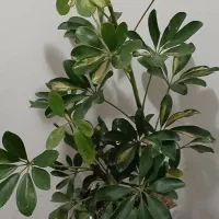 گل طبیعی|گل و گیاه طبیعی|مشهد, هنرور|دیوار