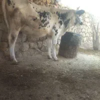 گاو ابستن|حیوانات مزرعه|ایذه, |دیوار