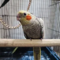 عروس هلندی