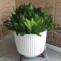 گل پاکوتاه