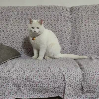 گربه ترکیش چشم ها تا به تا،یکی ابی، یکی عسلی