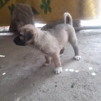 توله پژدر نر ماده