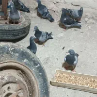 ۱۶عدد جوجه پلاکی