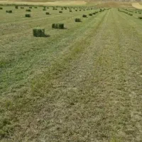 یونجه پرسی چین اول فیروزآباد