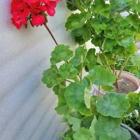گل های زیبا برای مغازه و گلخانه|گل و گیاه طبیعی|اردبیل, |دیوار
